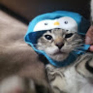 Meet your Posher, Bonnie